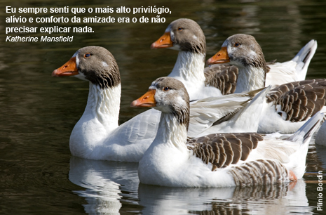 FRASES DE AMOR E AMIZADE