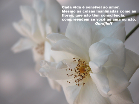 Amor Amor