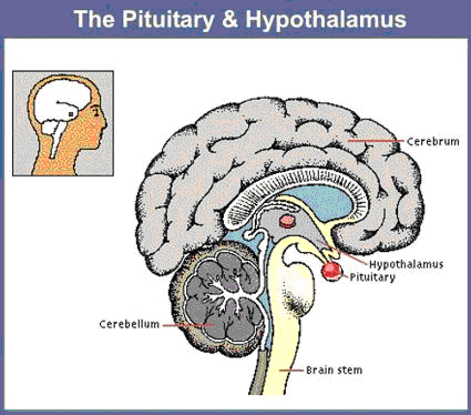 Hipfise ou Pituitria - As sete glndulas endcrinas no homem