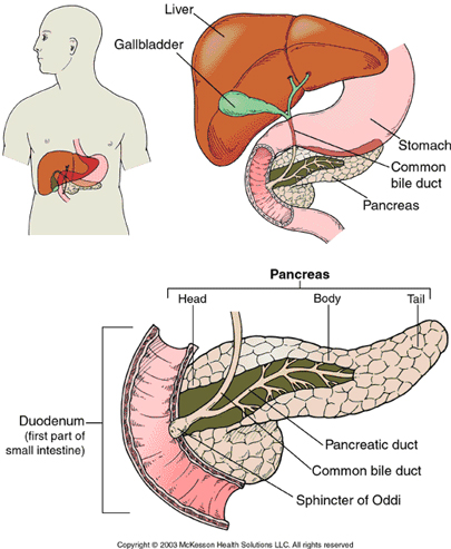 Pâncreas - As sete glândulas endócrinas no homem Pâncreas - As sete glândulas endócrinas no homem