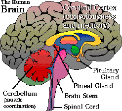 Pineal - As sete glândulas endócrinas no homem