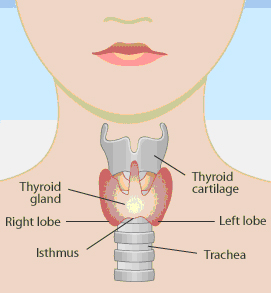 Tiróide - As sete glândulas endócrinas no homem Tiróide - As sete glândulas endócrinas no homem