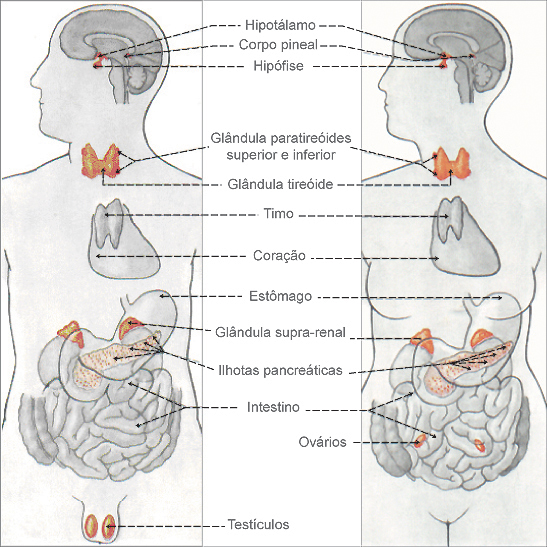 As sete glândulas endócrinas no homem