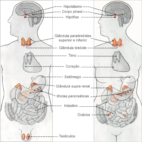 As sete glndulas endcrinas no homem