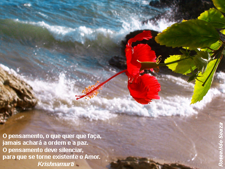 Foto Paz: flor e onda em Morro de São Paulo