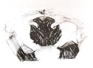 Glândula Pineal ou Epífise- Exercício 3 Glândula Pineal ou Epífise- Exercício 3