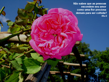 Poesias de Amor: Rosa