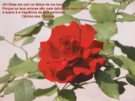 Amor: rosa e poema de Salomo